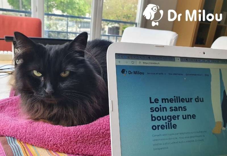 © Dr Milou © Dr Milou