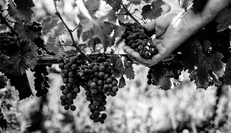 © Domaine des Clos Maurice © Domaine des Clos Maurice