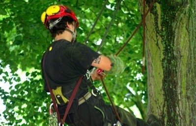 ©SAMU (Soins des Arbres en Milieu Urbain) ©SAMU (Soins des Arbres en Milieu Urbain)