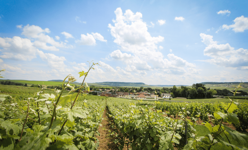 © Champagne Charles Mignon © Champagne Charles Mignon