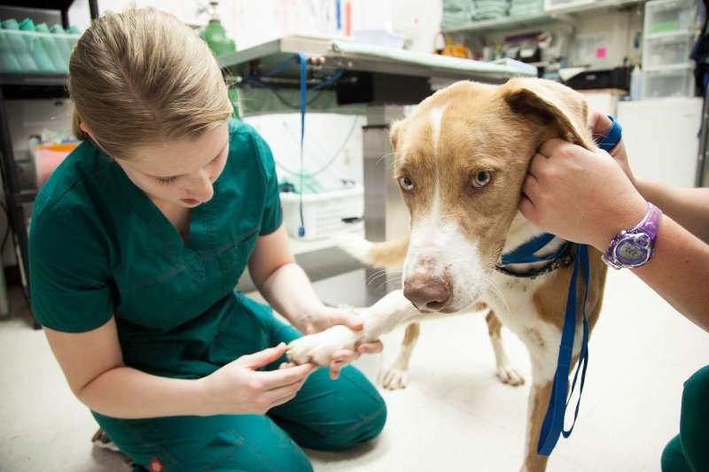 CC Austin Community College Vet Tech Program CC Austin Community College Vet Tech Program
