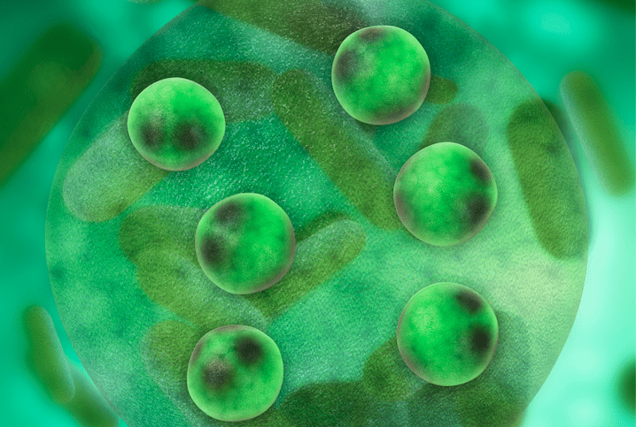 © Omegavie DHA algae - Polaris © Omegavie DHA algae - Polaris