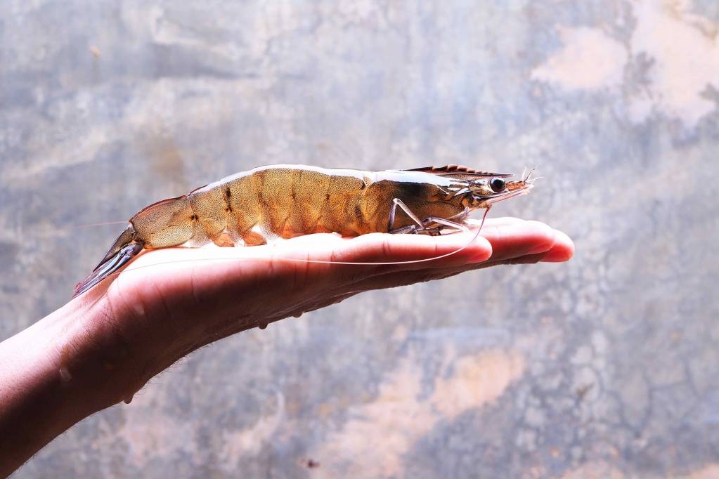 Gambas Agriloops - ©Agriloops Gambas Agriloops - ©Agriloops