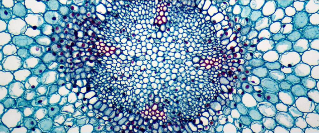 © Scipio Bioscience © Scipio Bioscience
