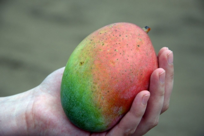 Mangue du Togo - ©Zayneb Dhahbi