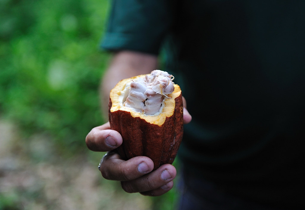 Fève de cacao dans sa cabosse et entourée de pulpe blanche, le mucilage.