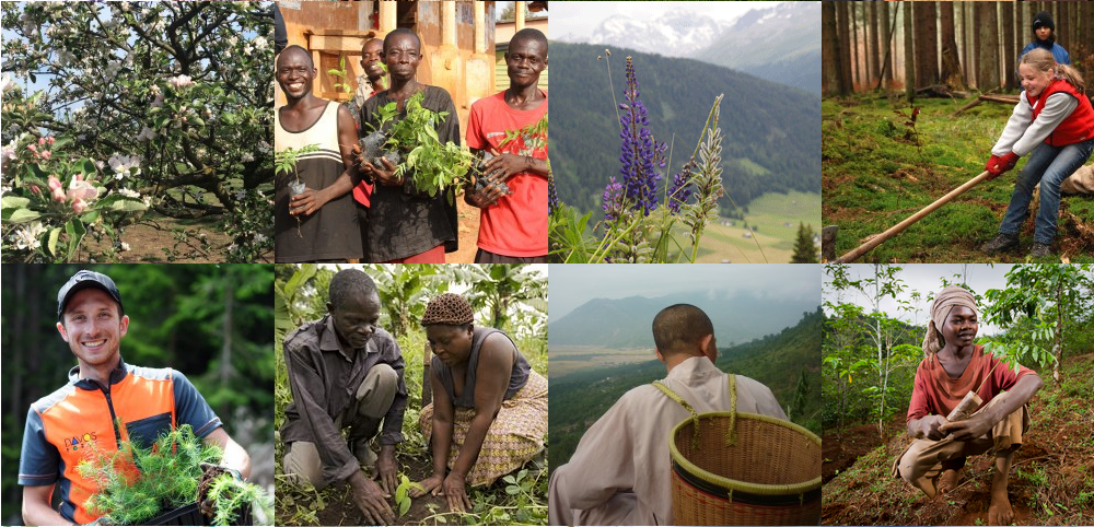 Projets d'agroforesterie et de reforestation © Pur Projet