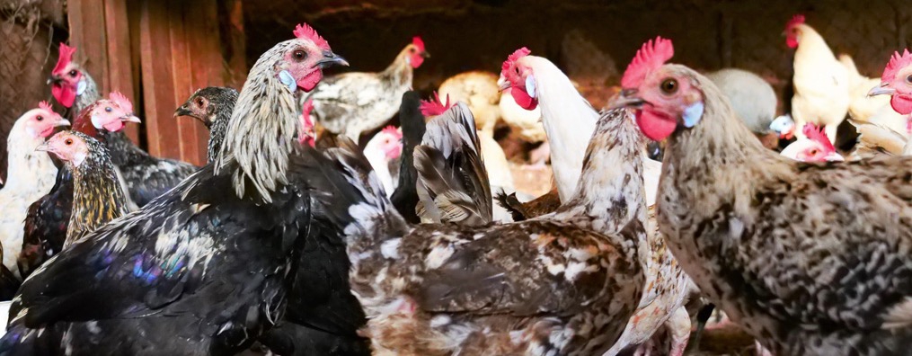 Ceva Santé Animale