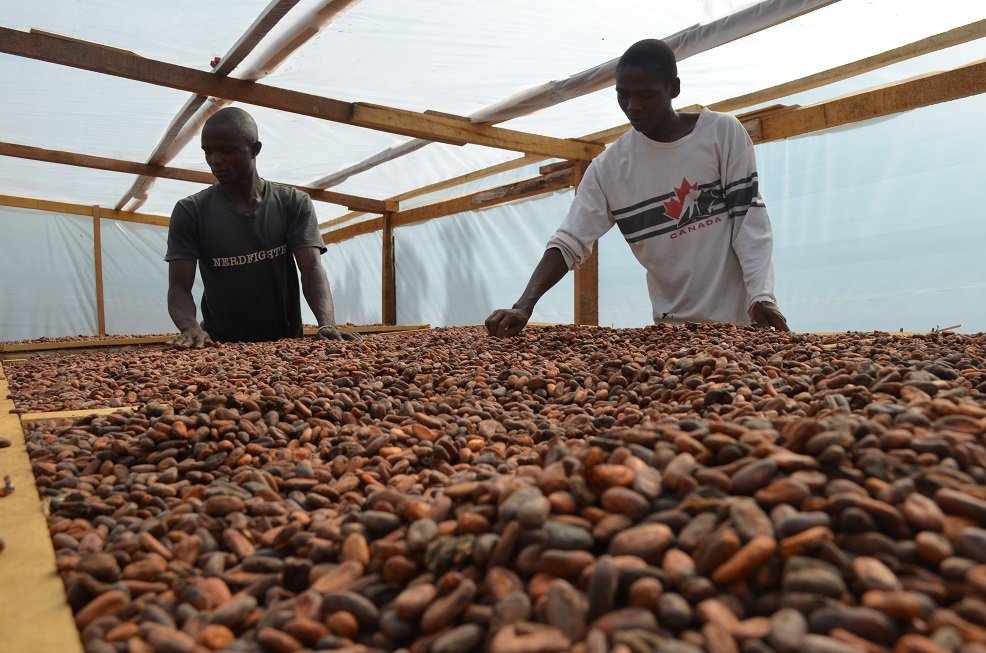 Tradin Organic, producteur de fèves de cacao en Sierra Leone - Tradin Organic