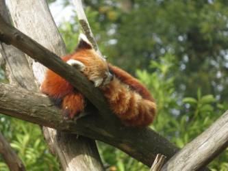 © Wikimedia Commons