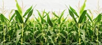 ©AgReliant Genetics