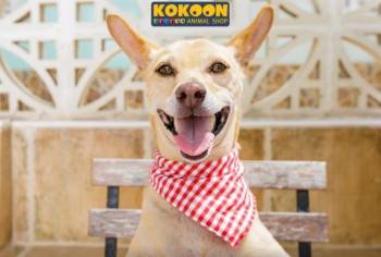 © Kokoon Animal Shop © Kokoon Animal Shop