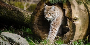 © Ecozonia © Ecozonia